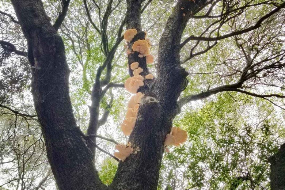 The perspective underneath a tree in autumn colors, looking up the trunk towards the sky. There are mushrooms growing on the trunk of the tree.